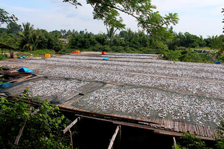 sundried fish in Bangladesh