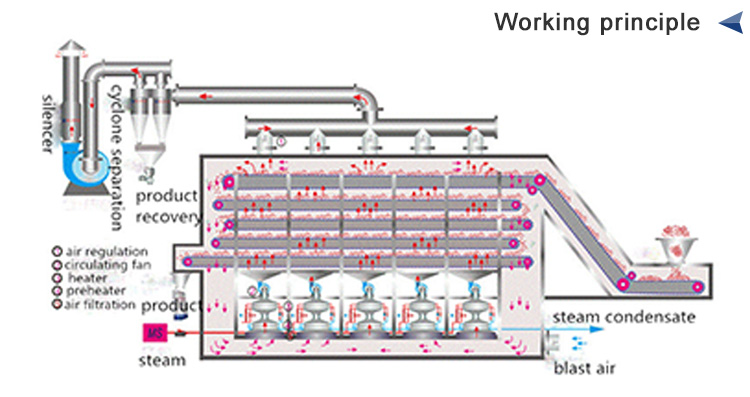 Continuous Onion Drying Dehydrator Machine With Mesh Belt